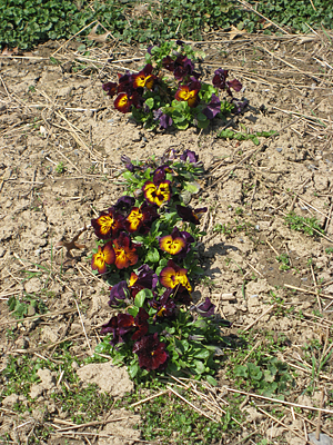 pansy mulched